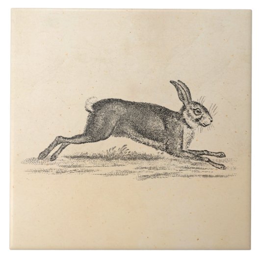 Hare Bunny Rabbit 1800s Illustratie Tegeltje (Voorkant)