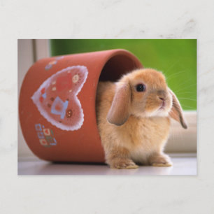 Hare in de Bloempot Briefkaart