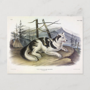 Hare-Indian Dog (Mackenzie River Dog) door Audubon Briefkaart