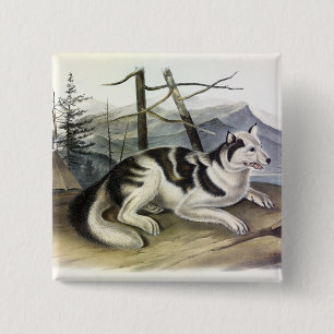 Hare-Indian Dog (Mackenzie River Dog) door Audubon Vierkante Button 5,1 Cm