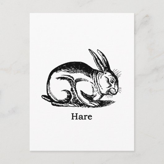 Hare (konijn) briefkaart (Voorkant)