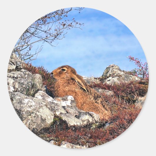 HARE RONDE STICKER (Voorkant)
