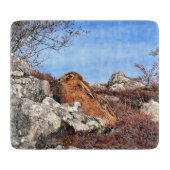 HARE SNIJPLANK (Voorkant)