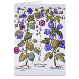 Harebell en Convovulus