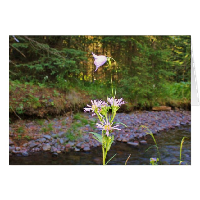 Harebell & Meadow Aster (Voorkant Horizontaal)