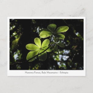 Harenna Forest Ethiopia Briefkaart