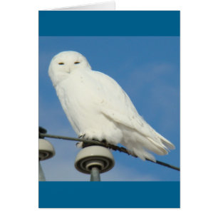 Harfang des neiges B50