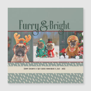 Harig & Helder Kerstfoto van de Hond Vakantie Ansi