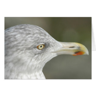 Haring Gull