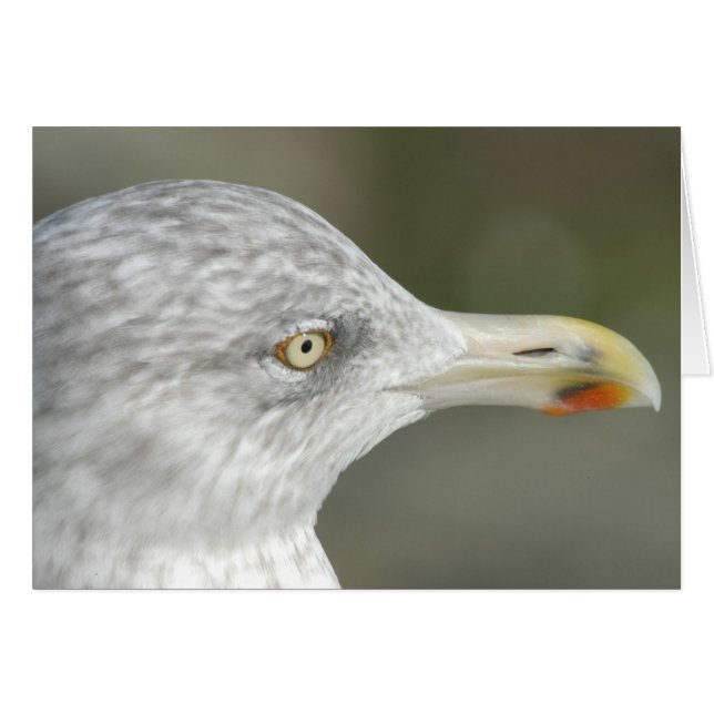 Haring Gull (Voorkant Horizontaal)