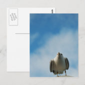 Haring Gull Briefkaart (Voorkant / Achterkant)