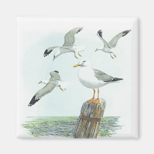 Haring Gull Magnet Magneet (Voorkant)