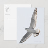 Haring meeuw vliegen briefkaart (Voorkant / Achterkant)
