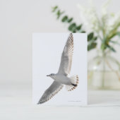 Haring meeuw vliegen briefkaart (Staand voorkant)