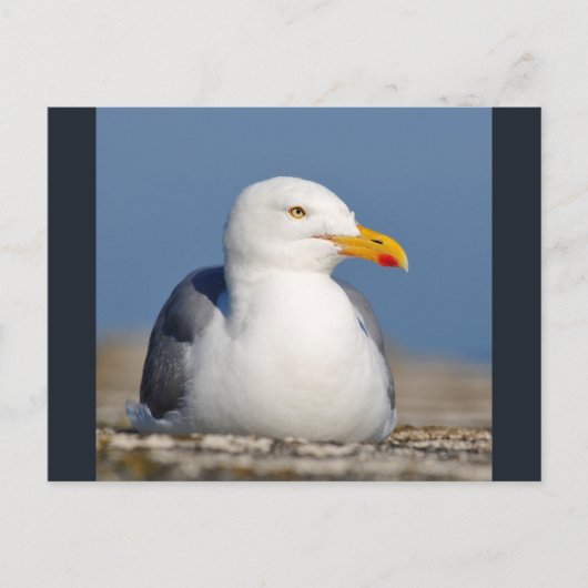 Haringmeeuw op de muur briefkaart (Voorkant)