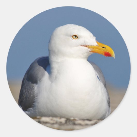 Haringmeeuw op de muur ronde sticker (Voorkant)