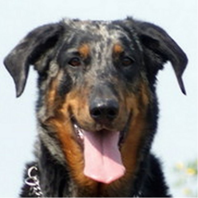 harlequin Beauceron Fotobeeldje Sleutelhanger (Voorkant)