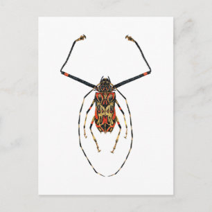 Harlequin Beetle Briefkaart