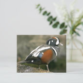 Harlequin Duck Briefkaart (Staand voorkant)