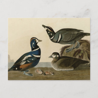 Harlequin Duck Briefkaart