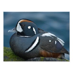Harlequin Duck Foto Uitbreiding Afdruk