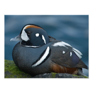 Harlequin Duck Foto Uitbreiding Foto Afdruk