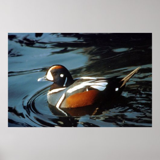 Harlequin Duck Poster (Voorkant)