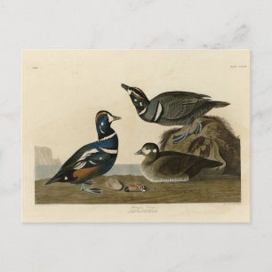 Harlequin Duck - van Audubon's Birds of America Briefkaart