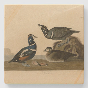 Harlequin Duck - van Audubon's Birds of America Stenen Onderzetter