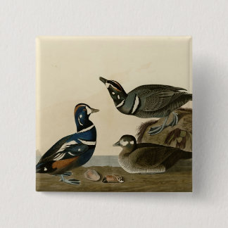 Harlequin Duck Vierkante Button 5,1 Cm