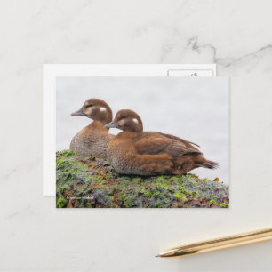 Harlequin Ducks op met zeewier bedekte Rocks Briefkaart