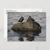 Harlequin Ducks, Unalaska Island Briefkaart (Voorkant / Achterkant)