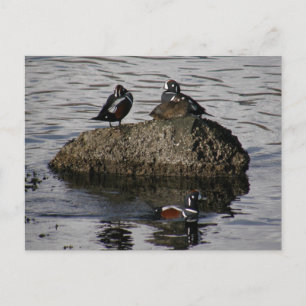 Harlequin Ducks, Unalaska Island Briefkaart