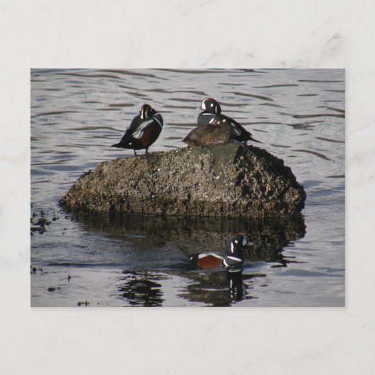 Harlequin Ducks, Unalaska Island Briefkaart (Voorkant)