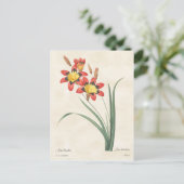 Harlequin Flower Botanical Illustration Briefkaart (Staand voorkant)