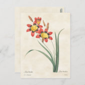 Harlequin Flower Botanical Illustration Briefkaart (Voorkant / Achterkant)