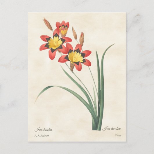 Harlequin Flower Botanical Illustration Briefkaart (Voorkant)