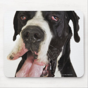 Harlequin Great Dane, dichtbij wit Muismat