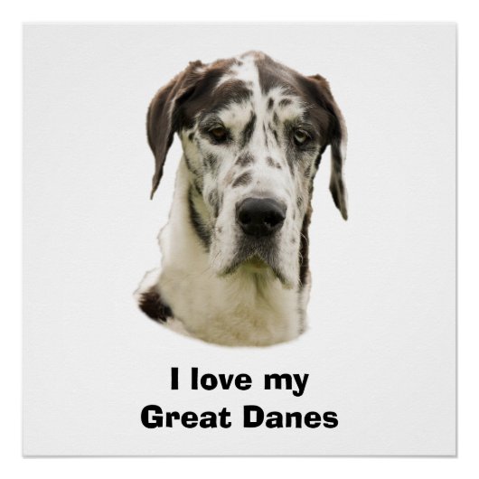 Harlequin Great Dane foto Perfect Poster (Voorkant)