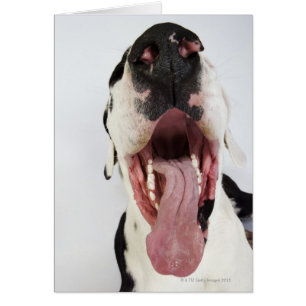 Harlequin Great Dane met open mond, close-up,
