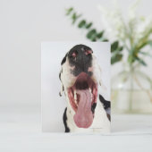 Harlequin Great Dane met open mond, close-up, Briefkaart (Staand voorkant)
