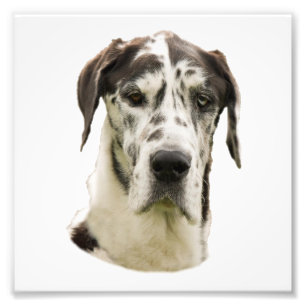 Harlequin Great Dane Portret Foto Afdruk