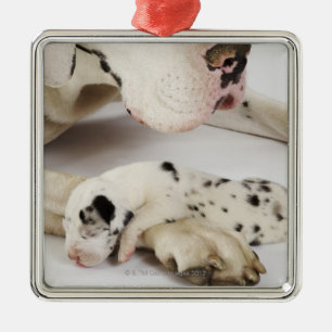 Harlequin Great Dane puppy slaapt op moeder Metalen Ornament