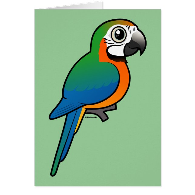 Harlequin Macaw (Voorkant)