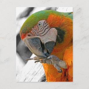 Harlequin Macaw Foot Briefkaart