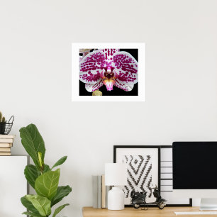 Harlequin Phalaenopsis Orchide Bloei Bloemig Poster