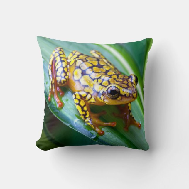 Harlequin Poison Dart Frog Kussen (Voorkant)