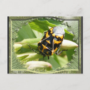 Harlequin puant bug ~ carte postale