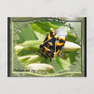 Harlequin stink bug agenda ~ briefkaart