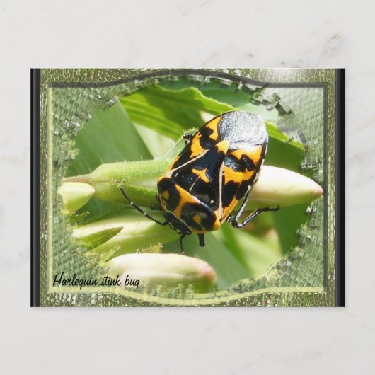 Harlequin stink bug agenda ~ briefkaart (Voorkant)